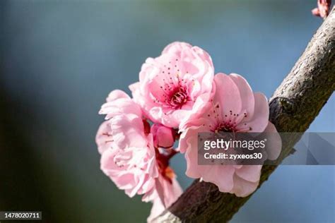 桃花圖|3,533 桃花 Stock Photos, High